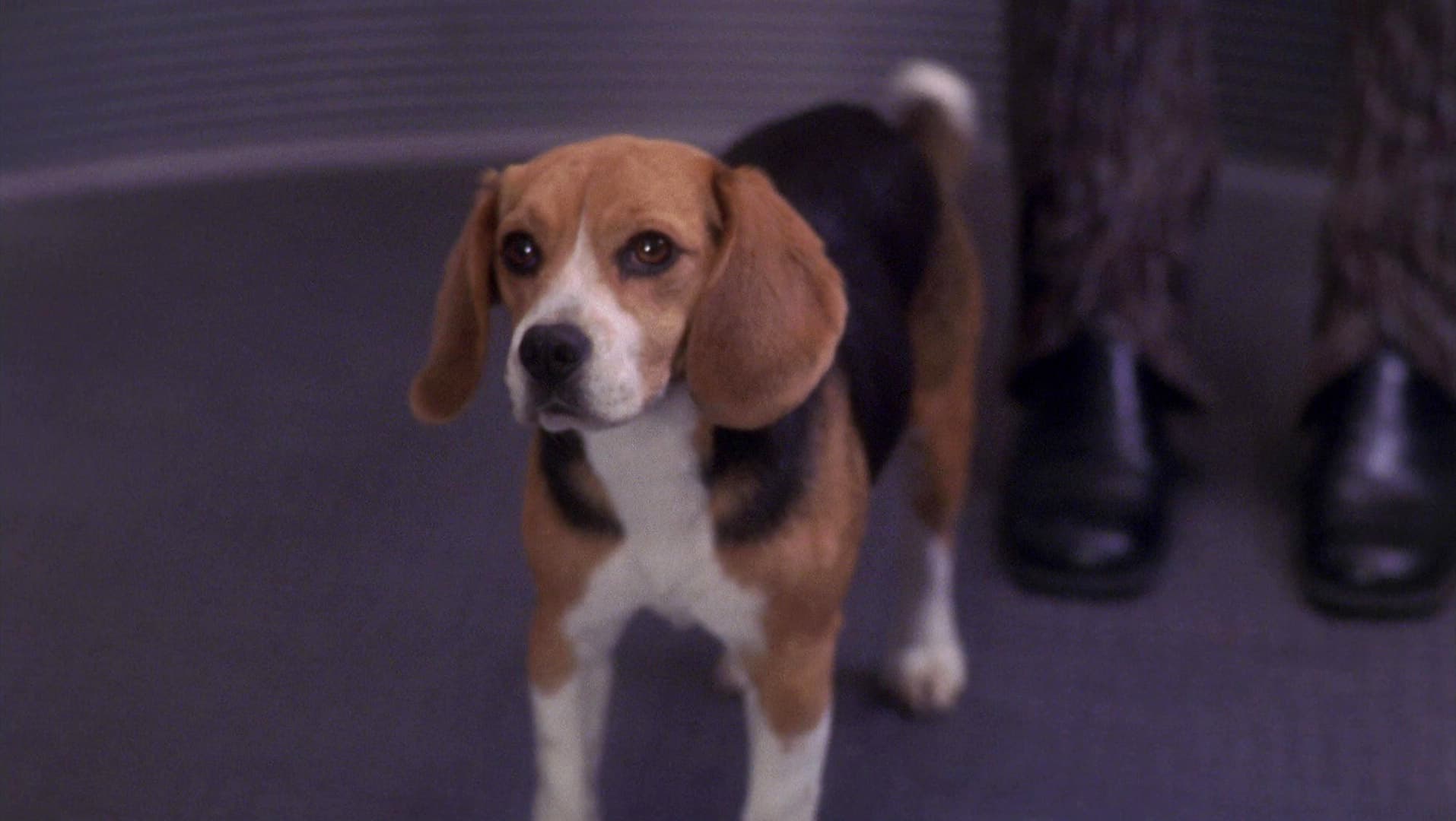 Two Days and Two Nights - Screenshot 2