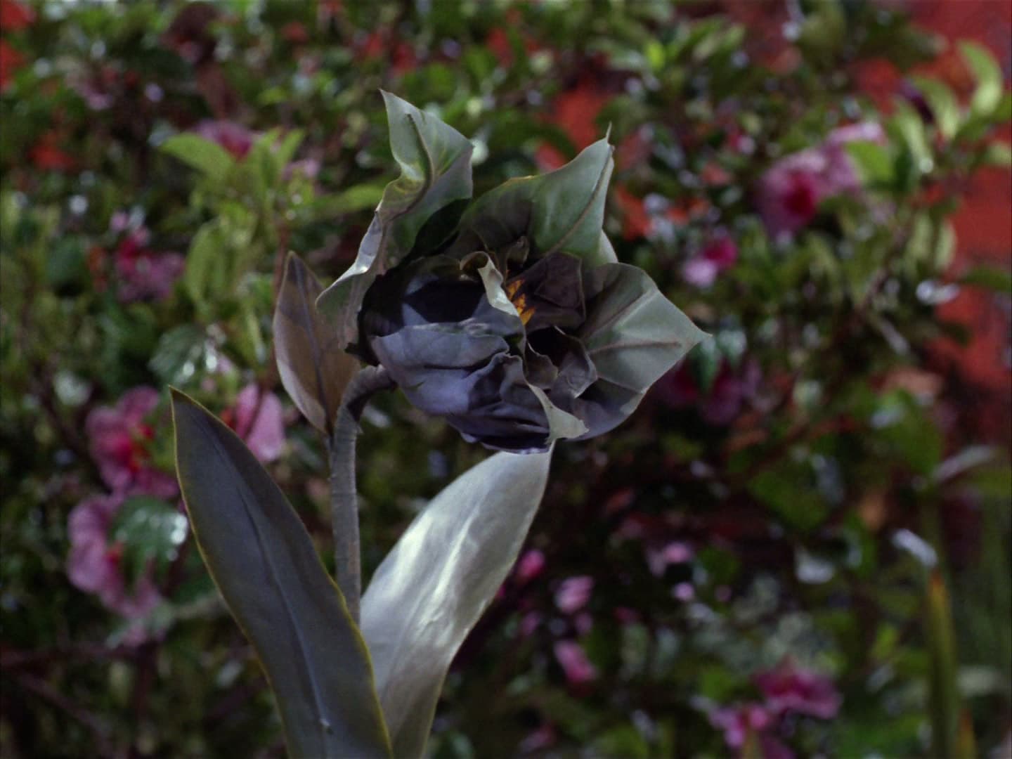 The Apple - Screenshot 3